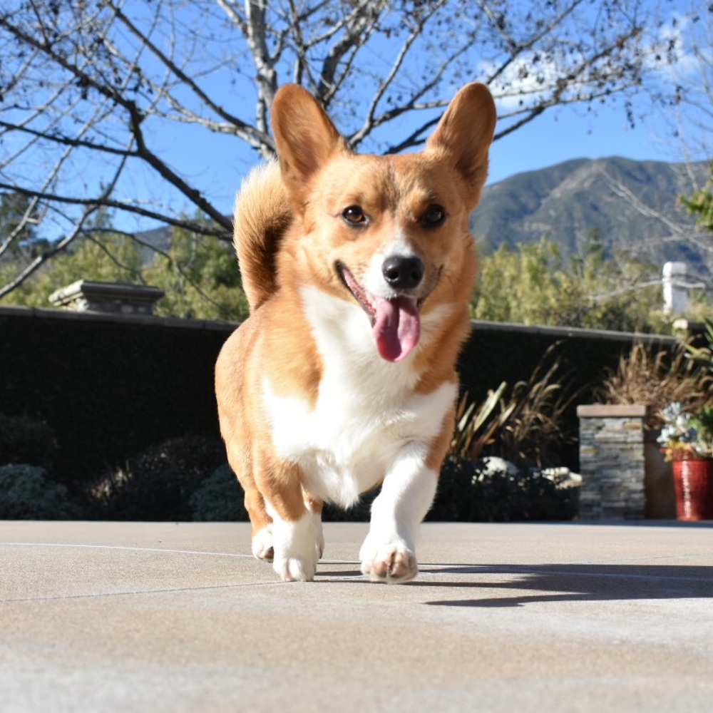 Meet your Posher, Court